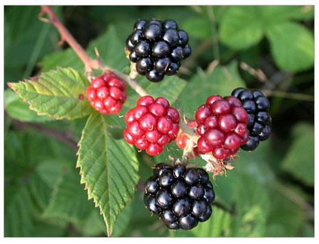 Organik Ürünler ve Doğal ürünler arasında fark var mıdır